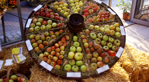 Auf dem Foto sind Äpfel zu sehen, die in einem Kreis angeordnet sind.
